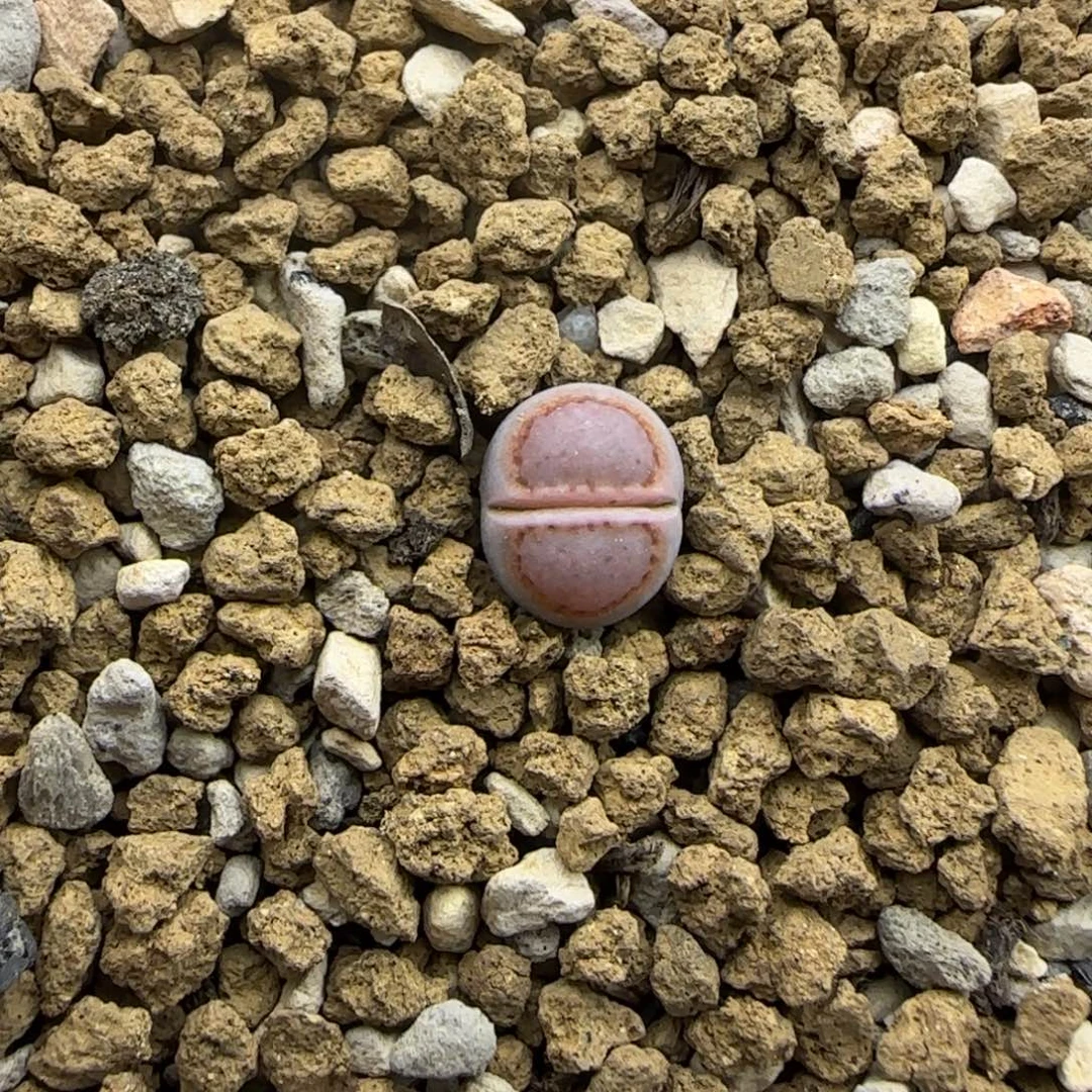 二蜕小个子粉色圈饼