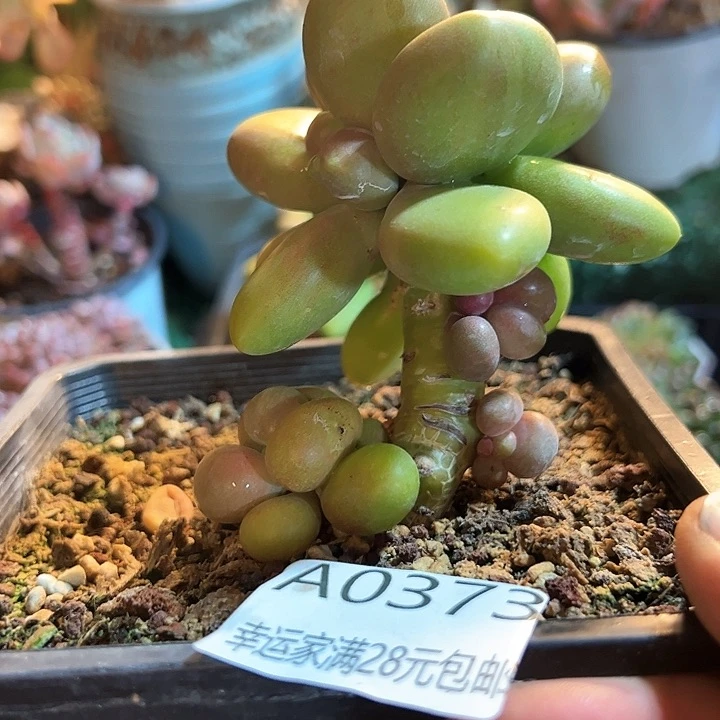 A****玉幸运的是我的朋友