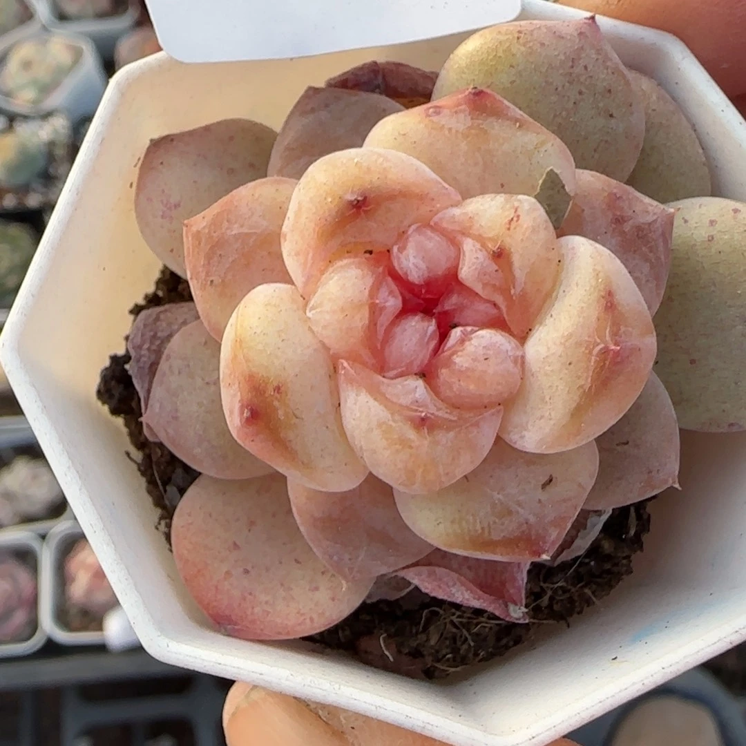 小卡拉米糖心一物一拍