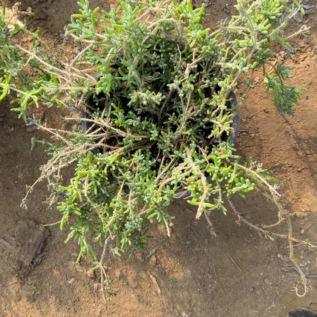 小*多mumuzwzwz w z