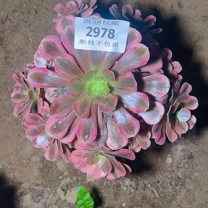2978美杜莎多肉植物
