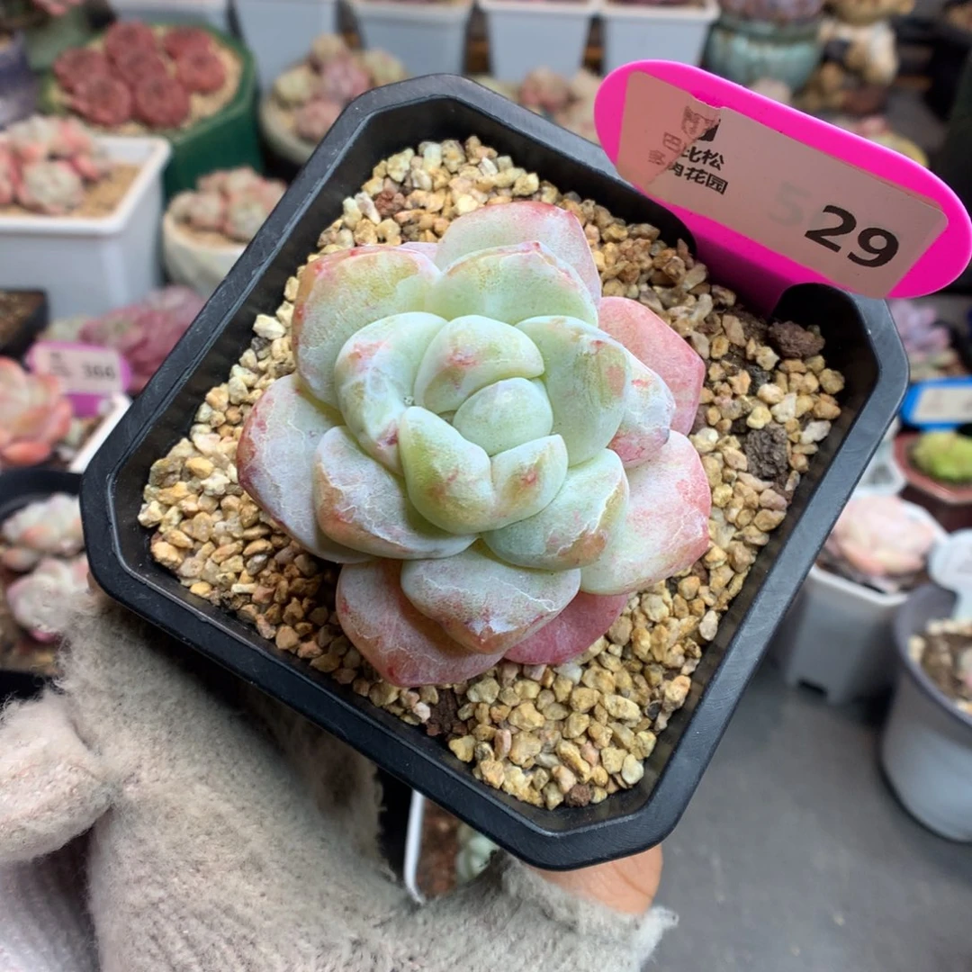 29冰玉石化灭心多肉