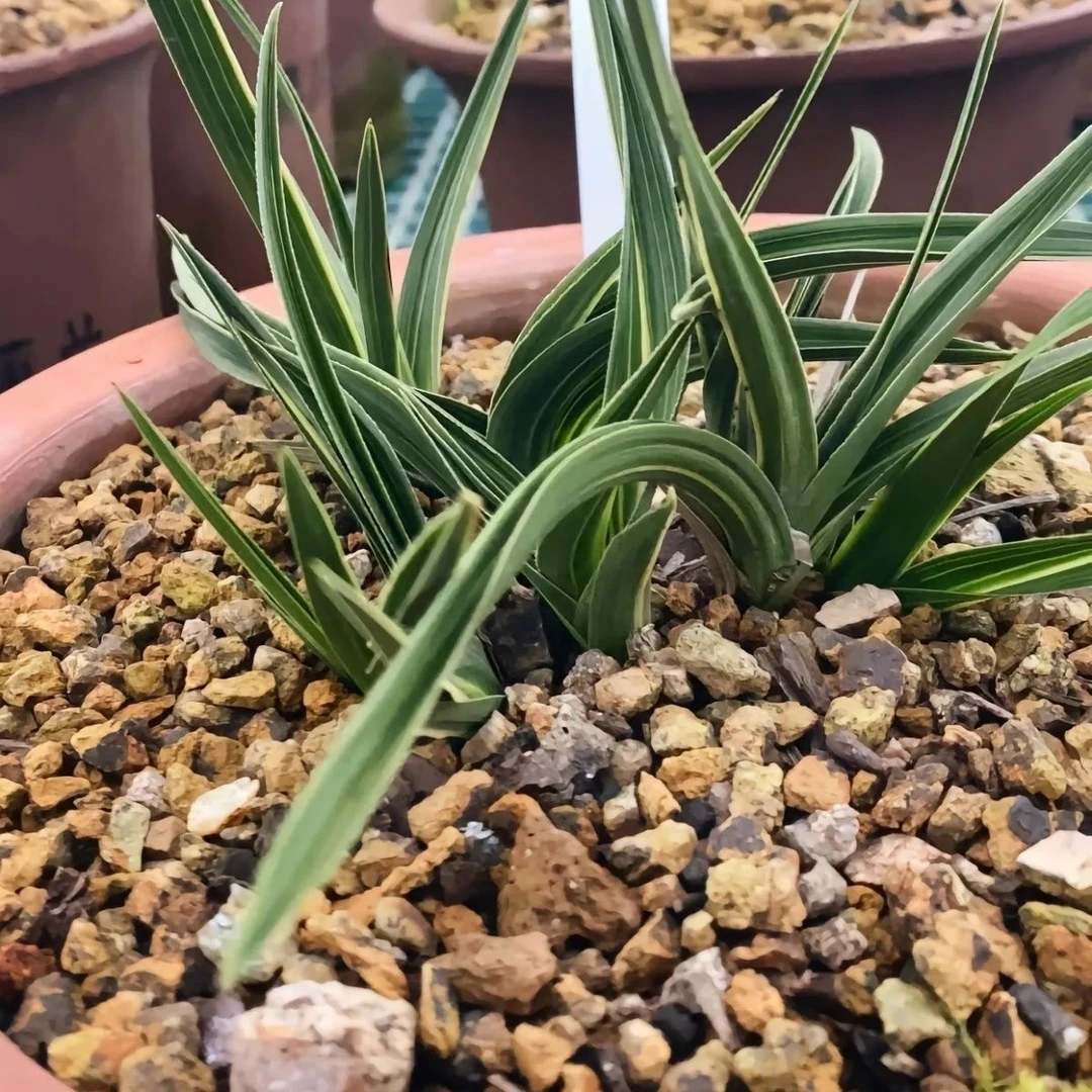 蕙兰绿植盆栽花卉室内庭院盆栽开花浓香型，直播间稀有名贵兰花