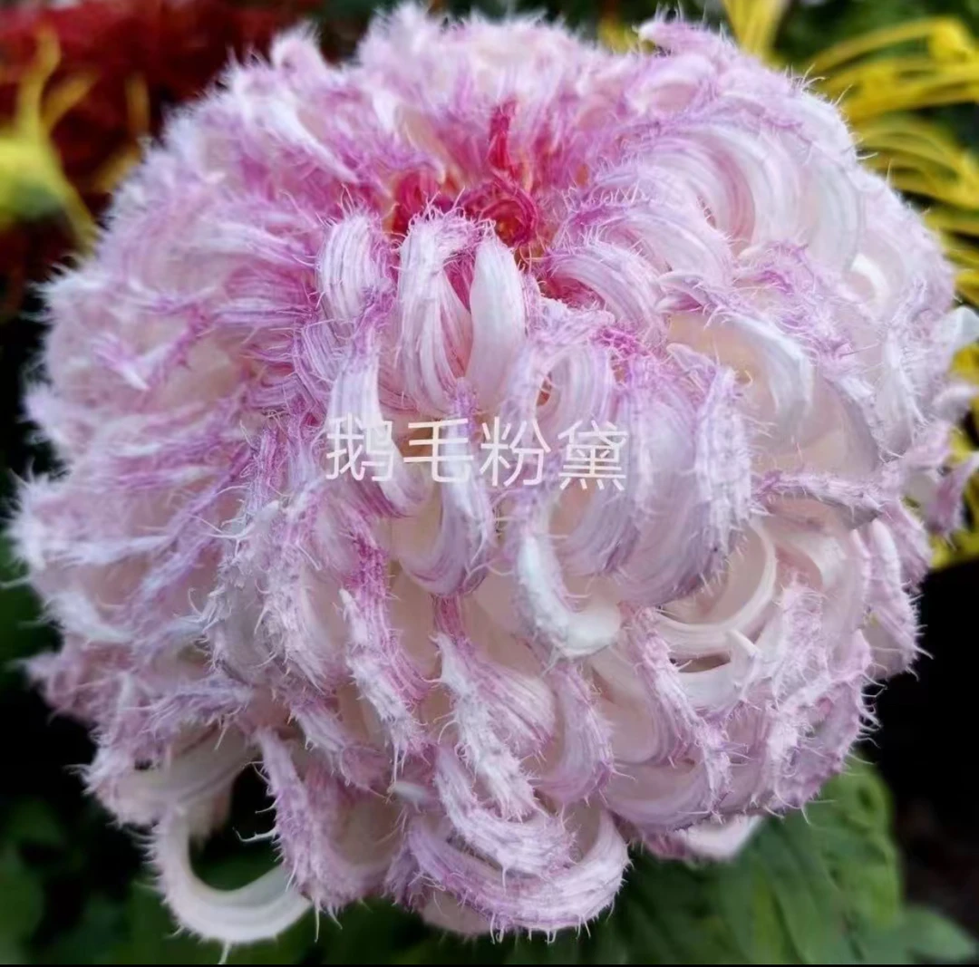 九月菊花【鹅毛粉黛】开大花掉叶掉枝不售后介意慎拍