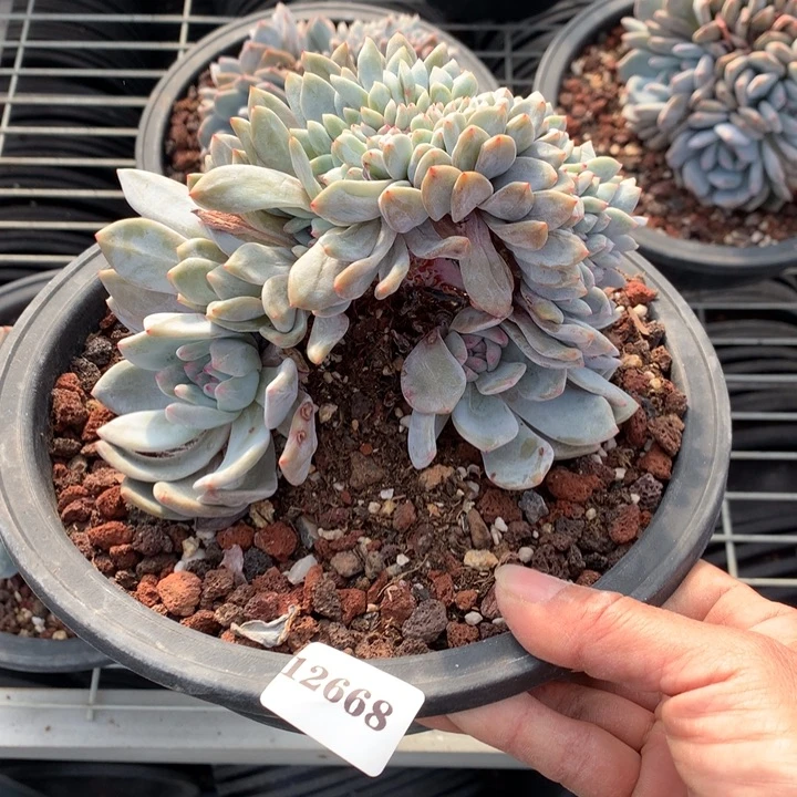 小***西12668缀嗯嗯嗯嗯嗯嗯好喜欢