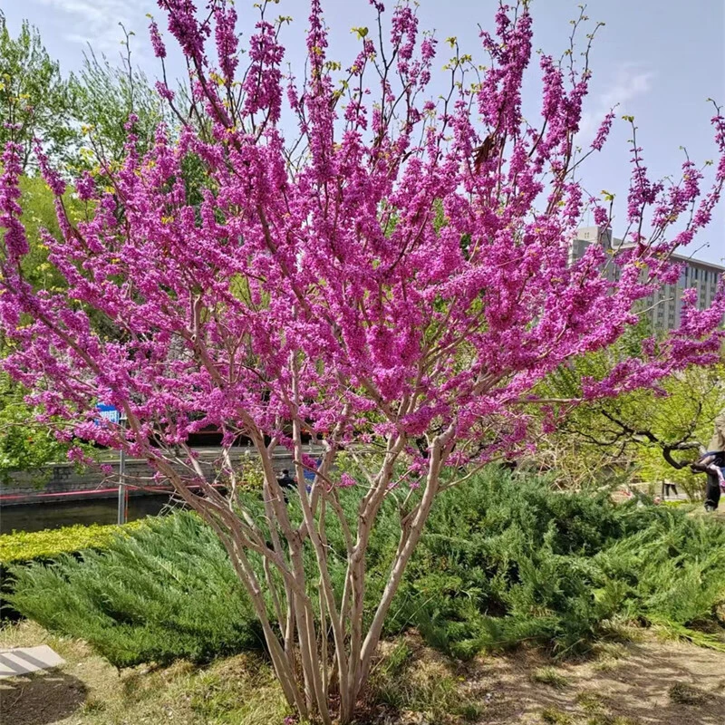 紫荆花树苗庭院室外耐寒观花卉植物四季开花绿化苗工程丛生 丛生5