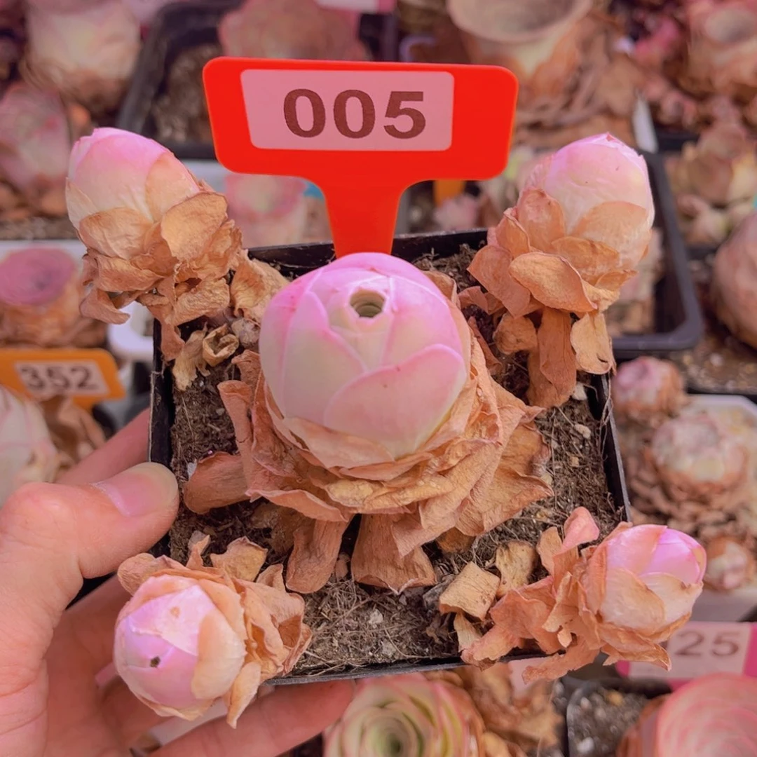 凤玥脱土裸根发货005