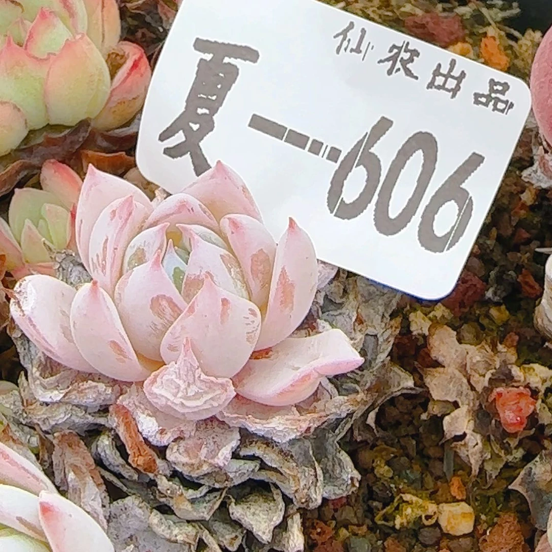 旺****·606、仙农出品，七代