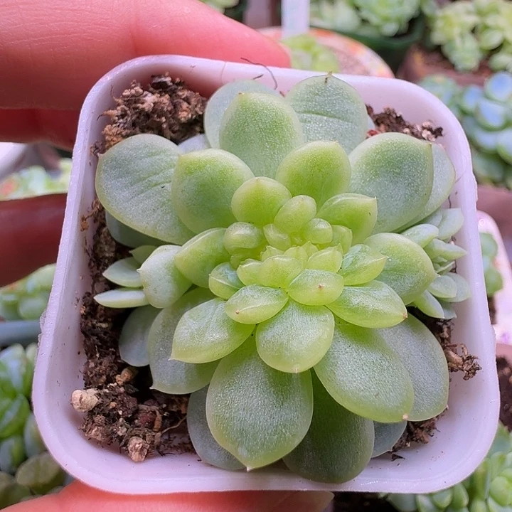 纸鸢缀化开播福利