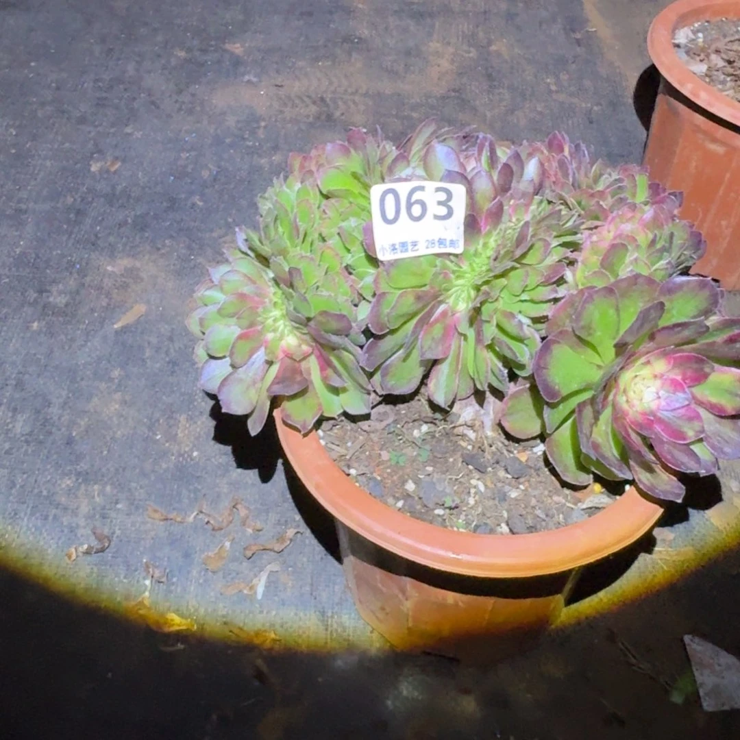 63荔枝缀化多肉植物满28包