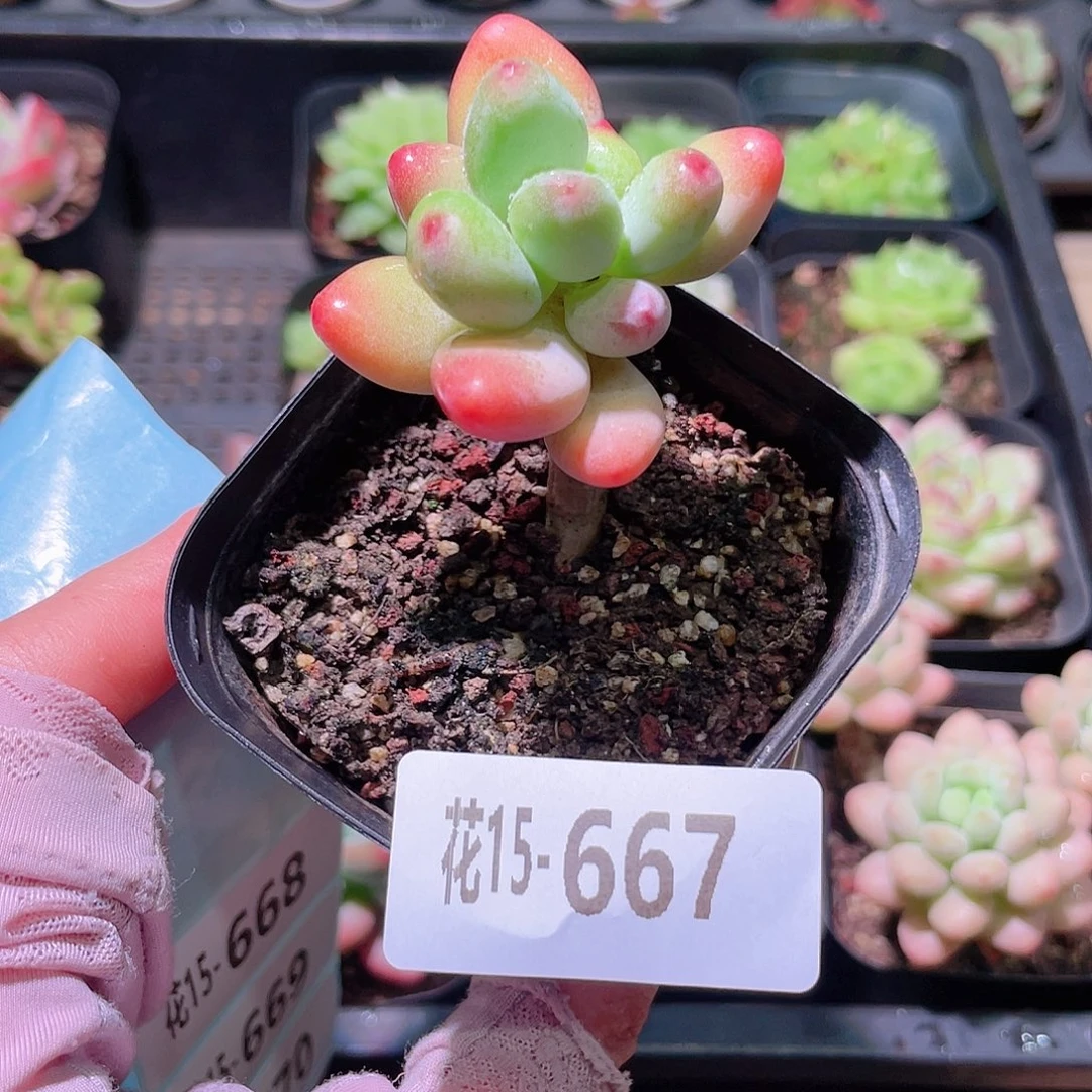花利美15-667苹果奶