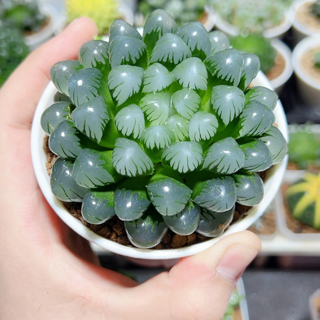 万象盆母本冰灯玉露