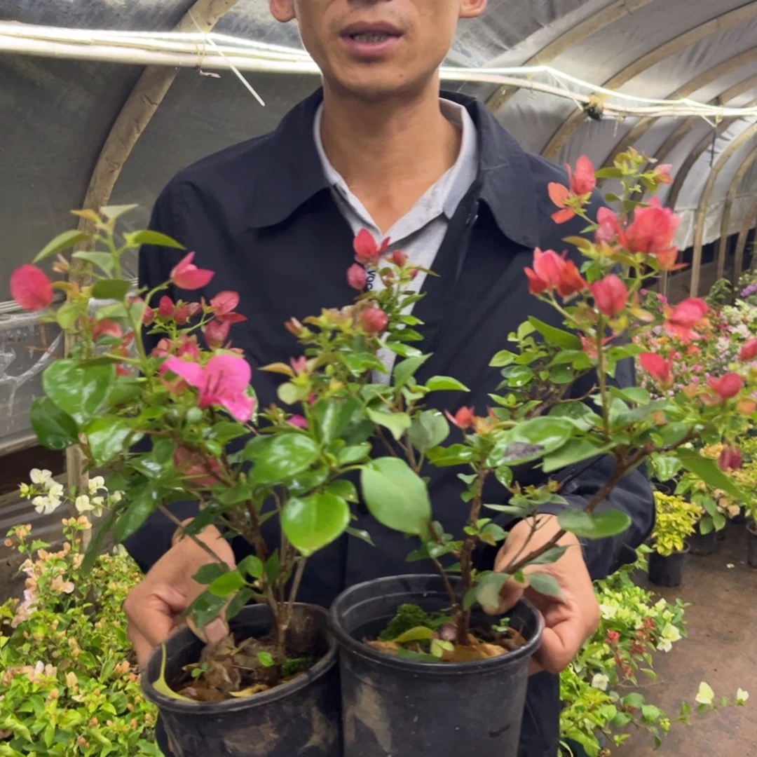 完全开放（欧若拉）三角梅会落花落叶会光杆苗有大有小