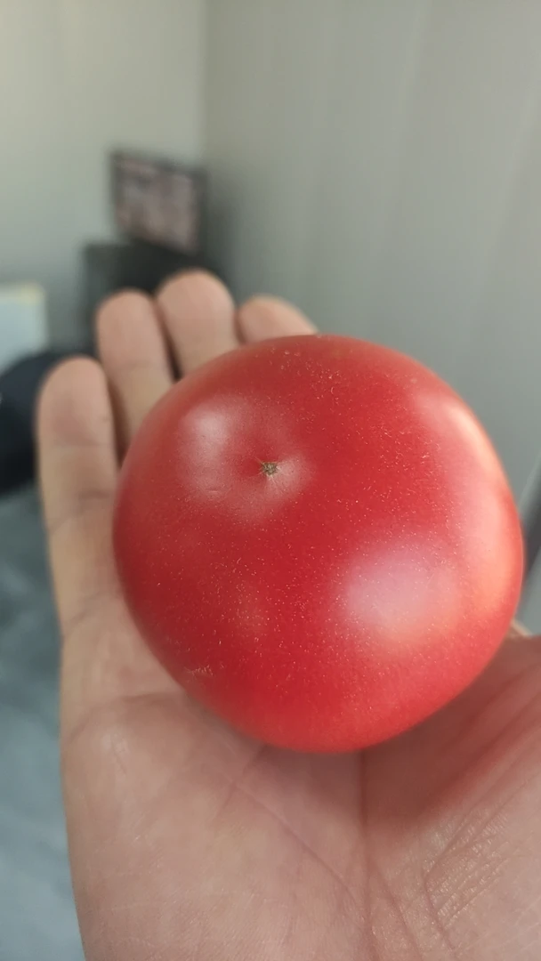 北砖井温室大棚基地美番水果西红柿