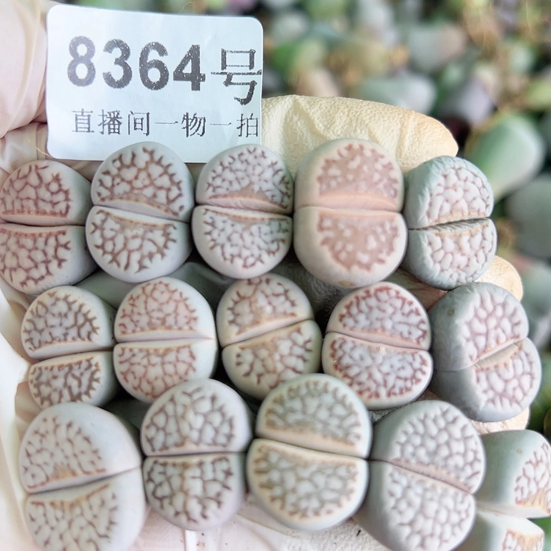 8364 好养易活生石花大母本15个