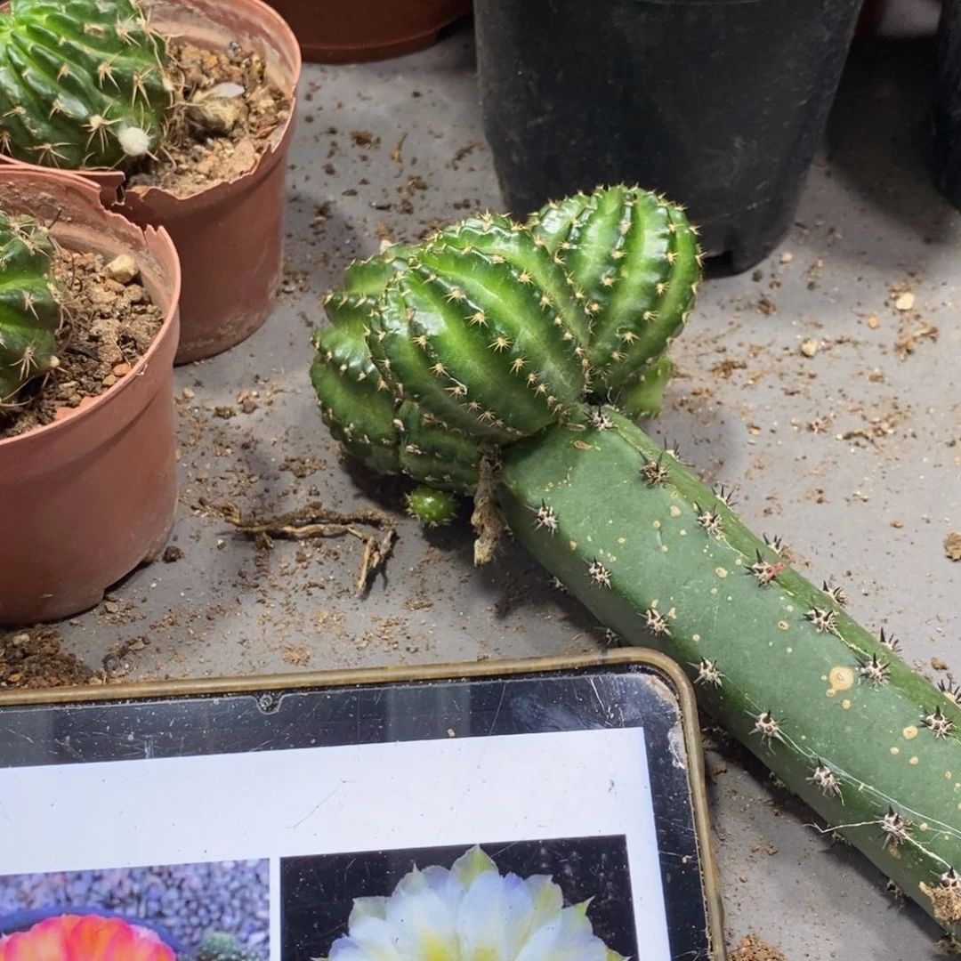 新品丽花L28绣谱母本群生一物一拍89