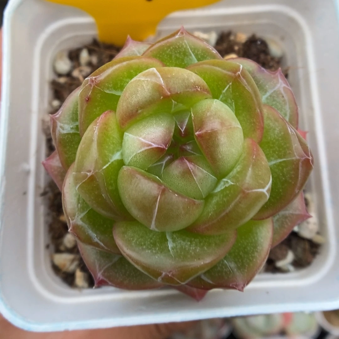 梦之蓝可拍657号。