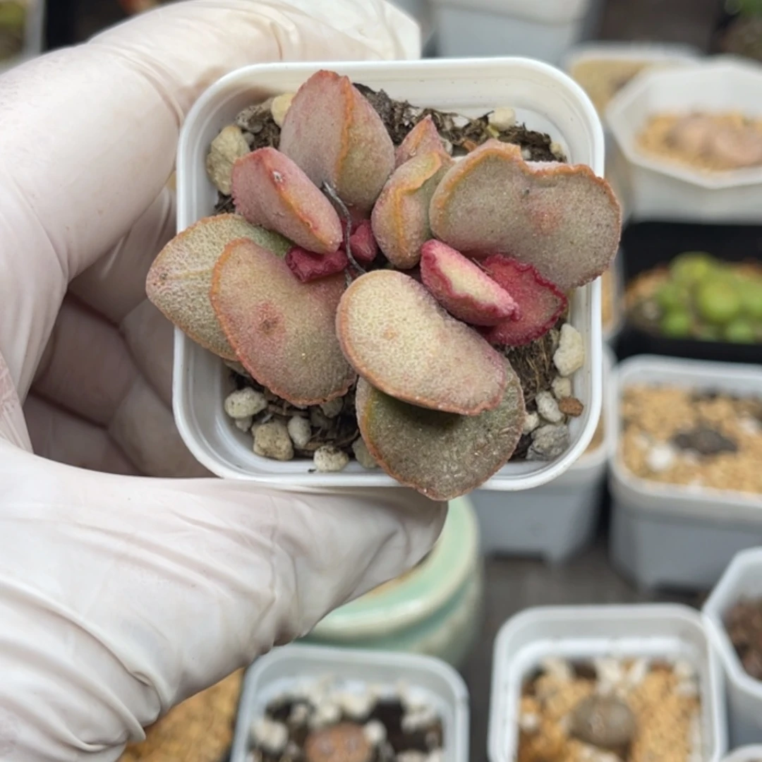 多肉植物一物一拍85