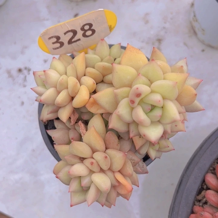 健健康康平平安安