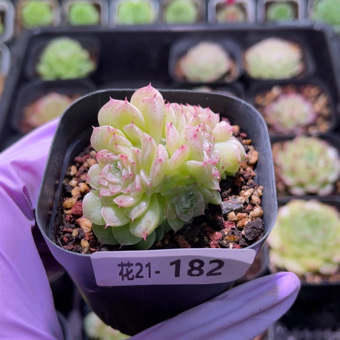 花利美21-182麦秆