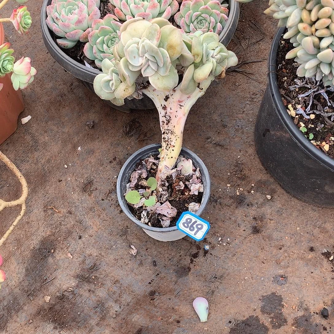 869可爱玫瑰 一物一拍多肉