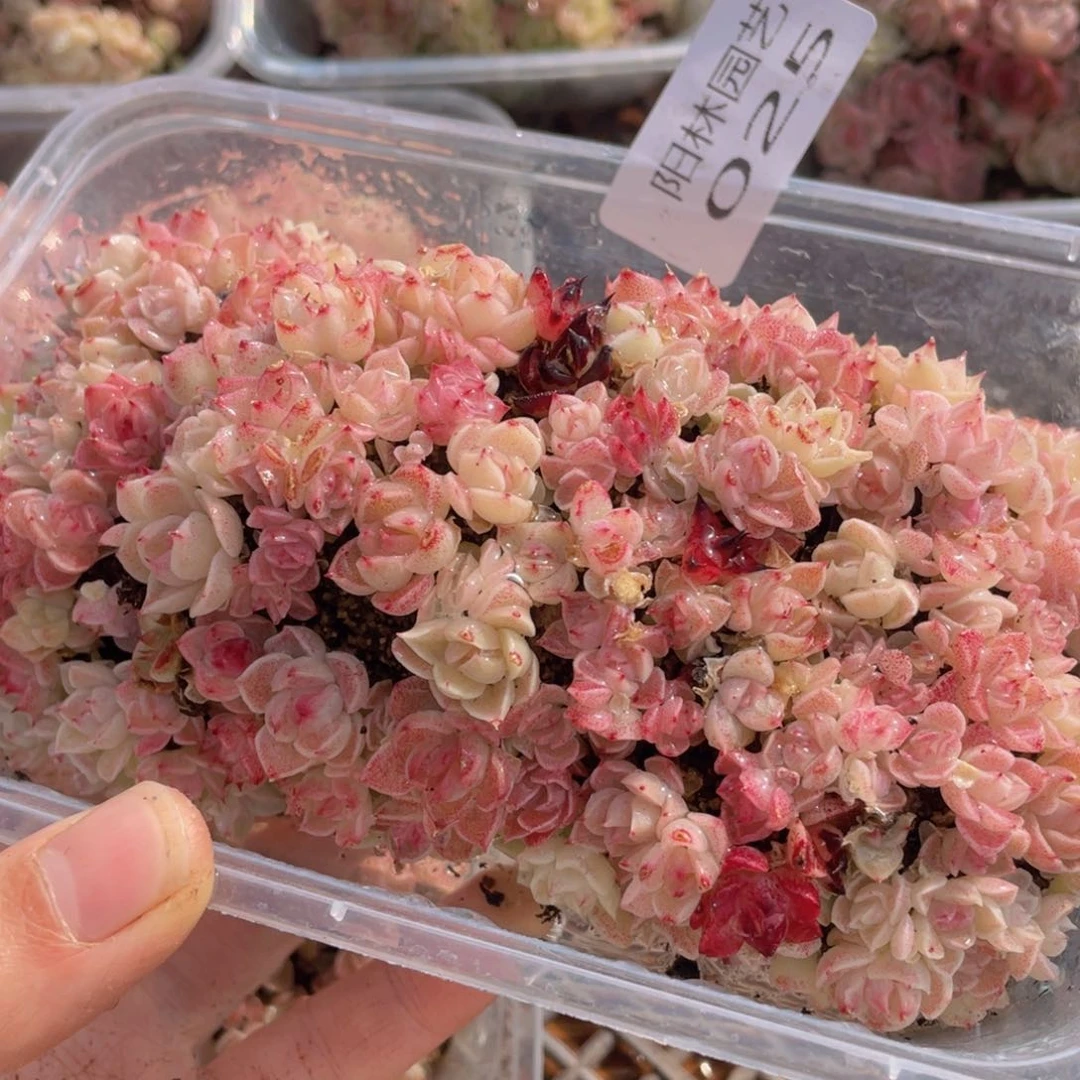 多肉植物多肉植物25