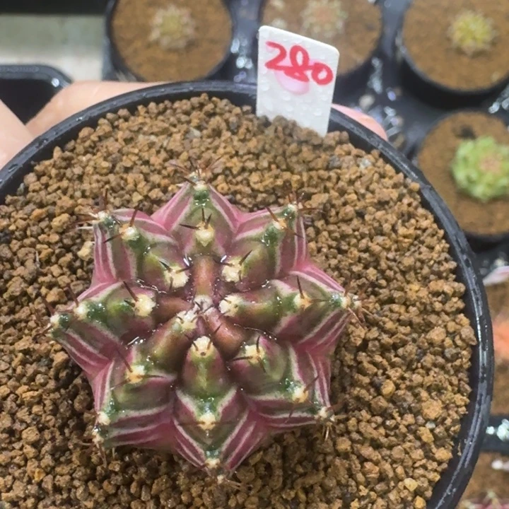 福利多多米哈锦轮回