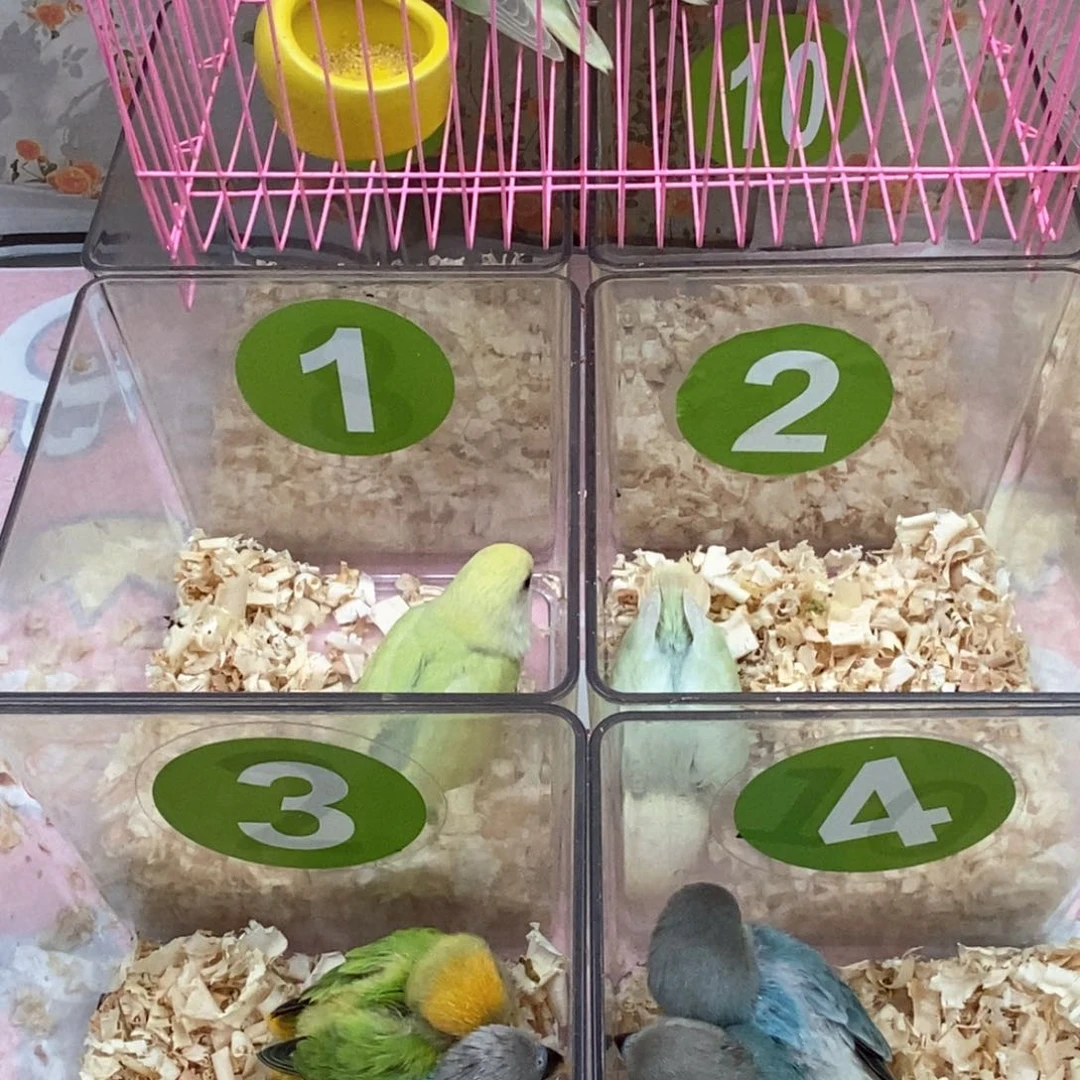 桃脸牡丹鹦鹉l****旺