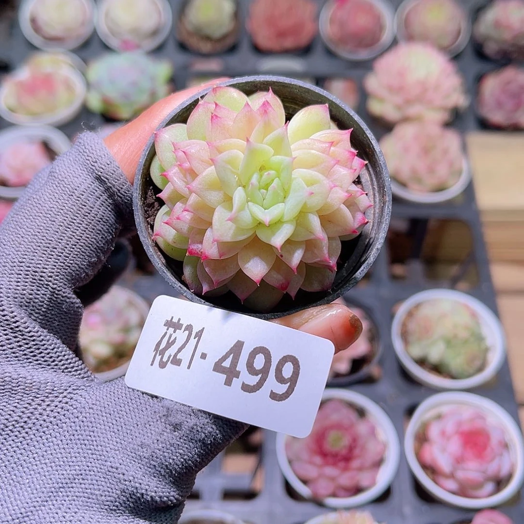 花21-499新麦秆单头