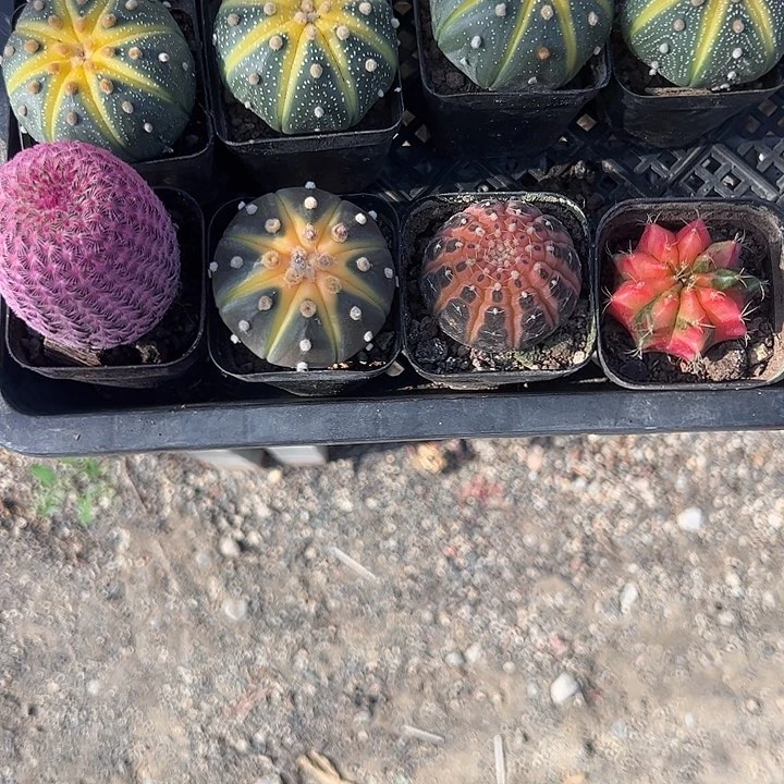 宜***笑红太阳➕星斗锦➕拉根锦➕牡丹锦