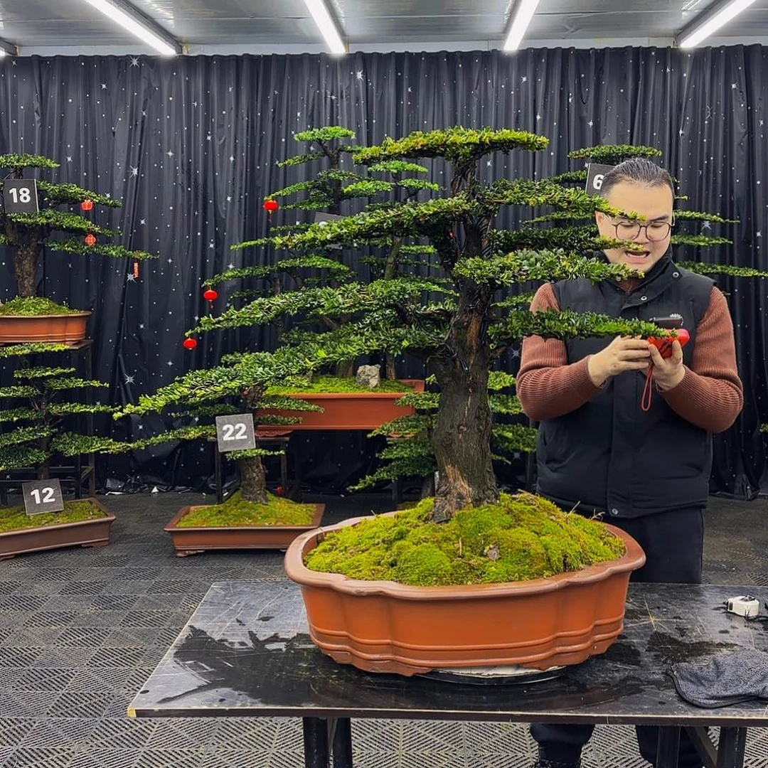 红芽罗汉松高端造型盆景