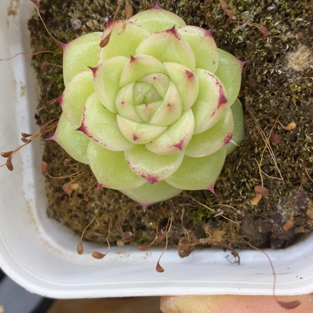 精品多肉一物一拍不包整425
