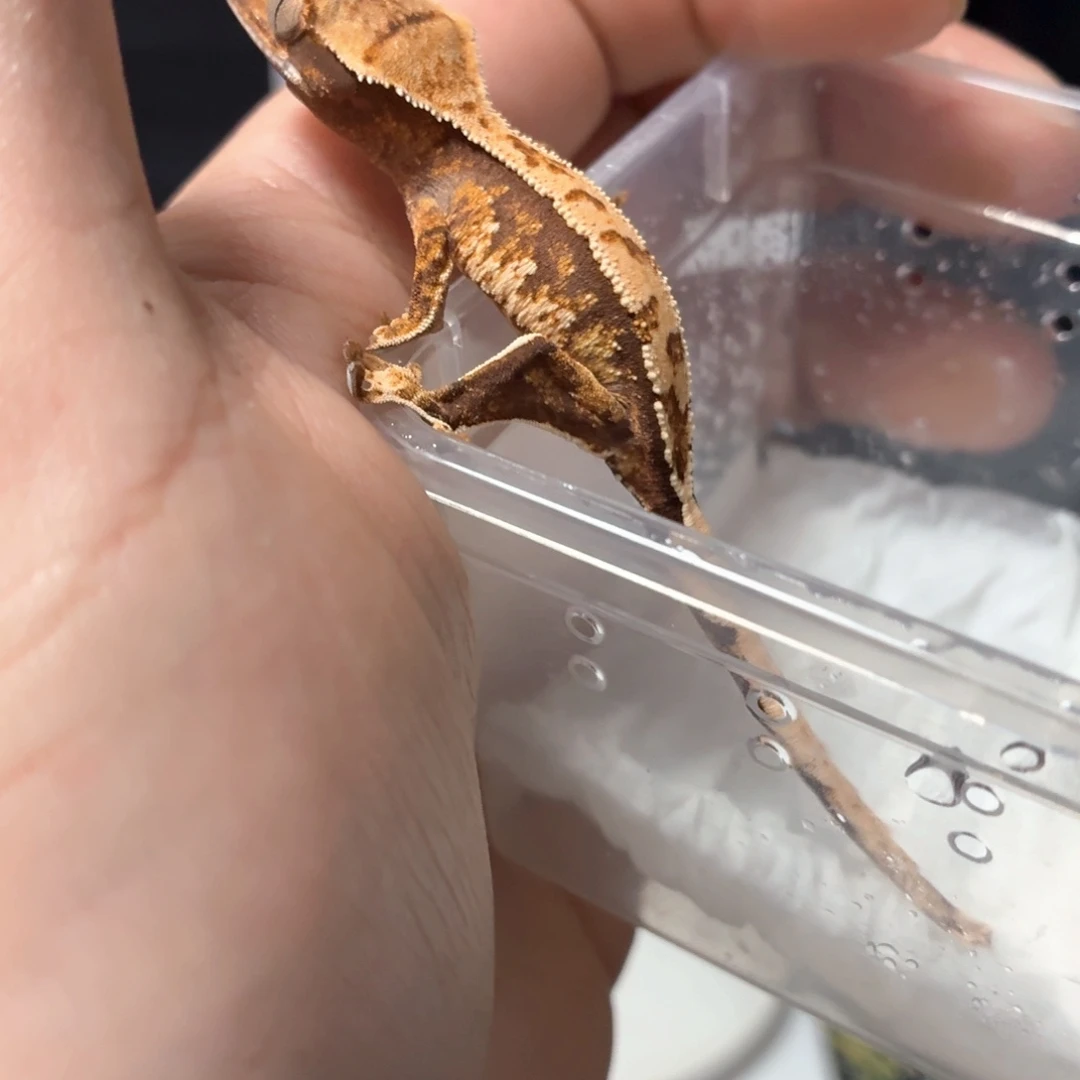 睫角守宫睫角守宫可爱入门
