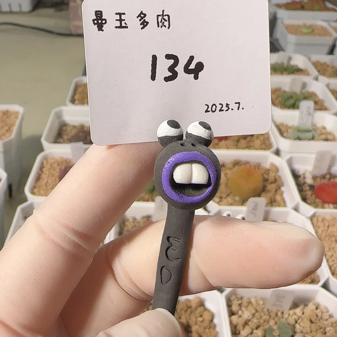 q***6多肉多肉多肉7.25-134