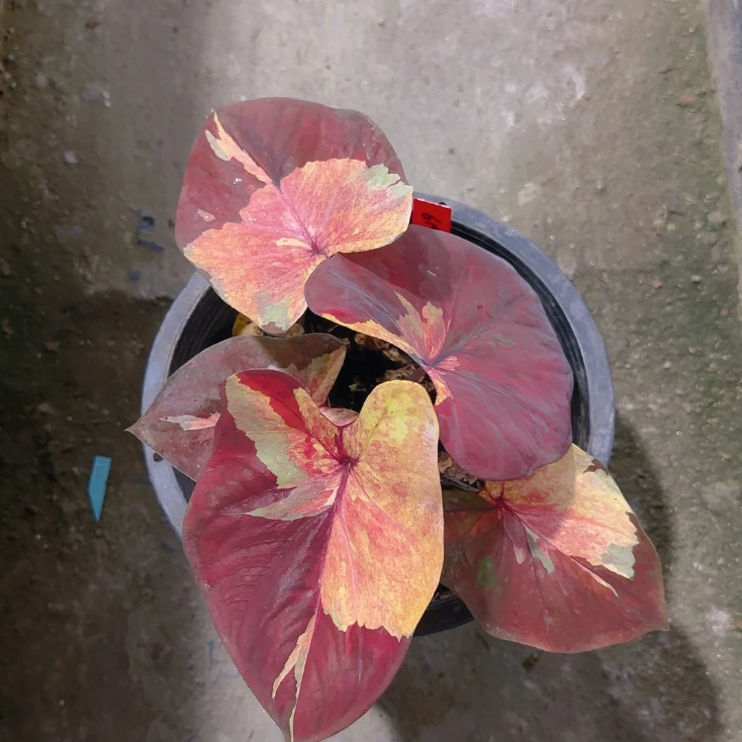 619-0611泰国发货落日天空