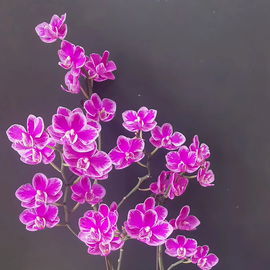 泼墨蝴蝶兰宝宝小苗带花剑练手养苗好选择桌面绿植盆栽