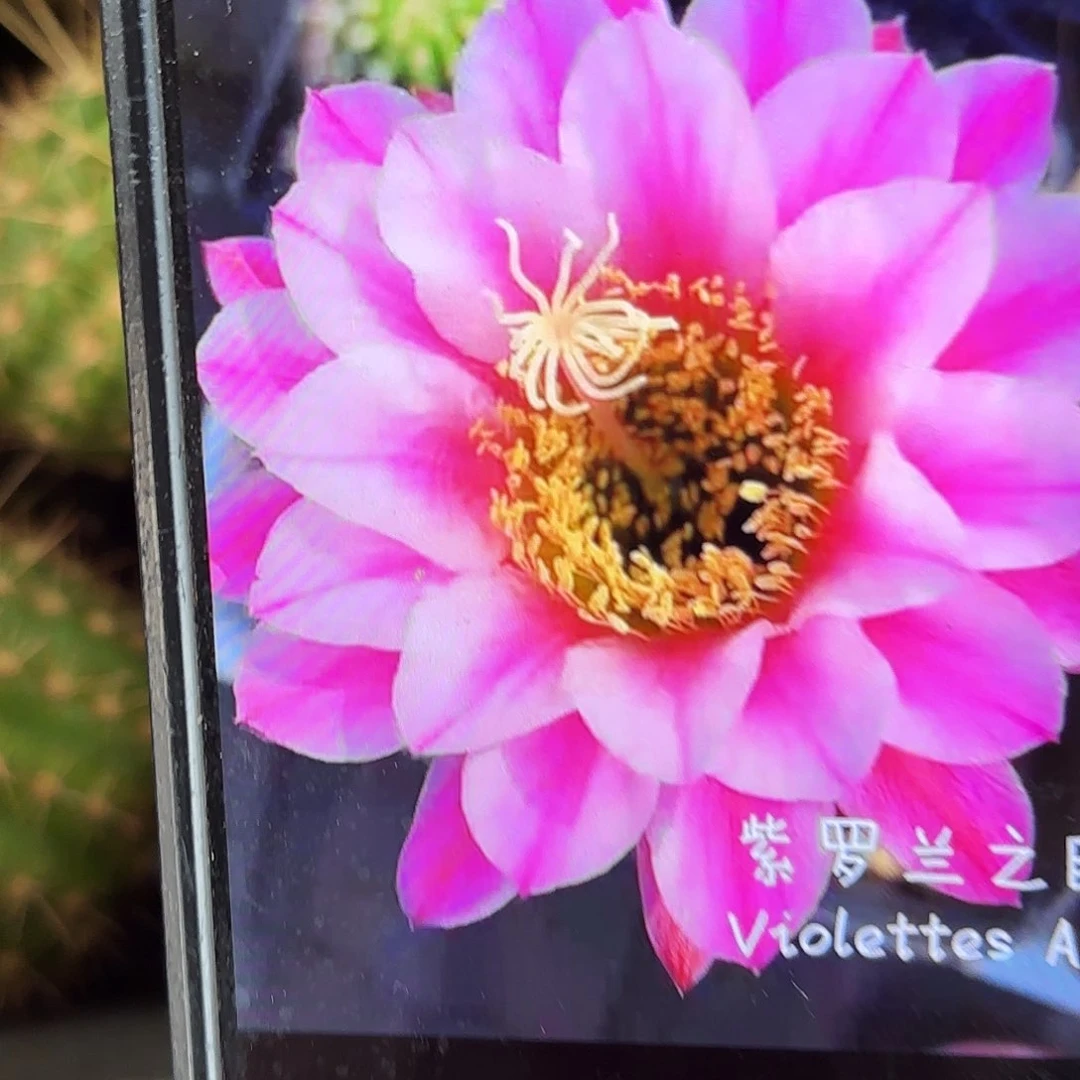 紫罗兰之眼毛侧牙20包邮仙人球2