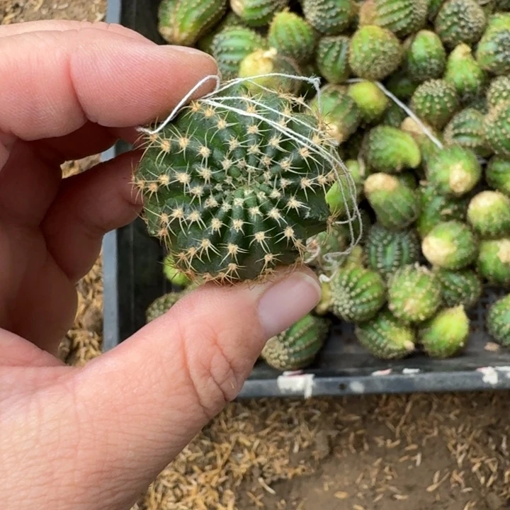 332丽花无名无根侧牙3公分左右歪，20包邮