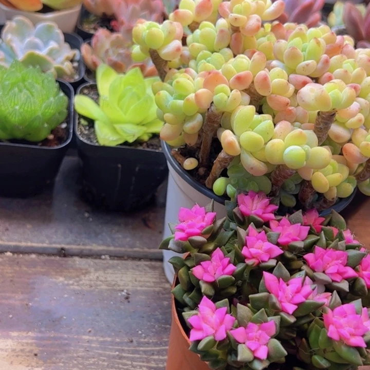 罗其大群➕吹雪带盆