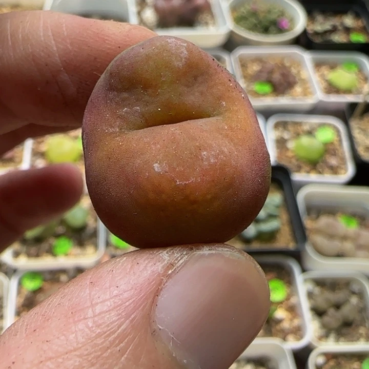 水蜜桃漂亮多肉植物4