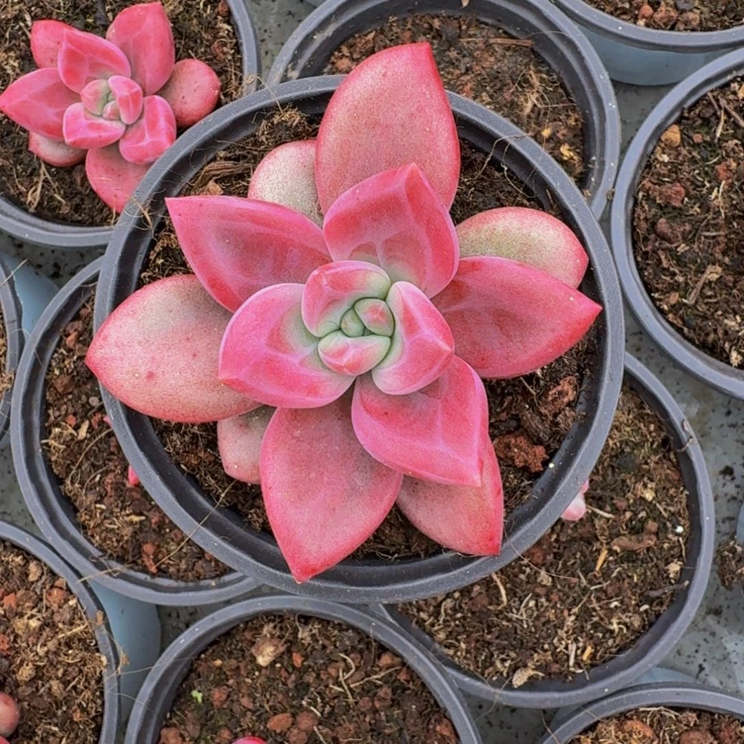 赫菲斯托 单头 一物一拍