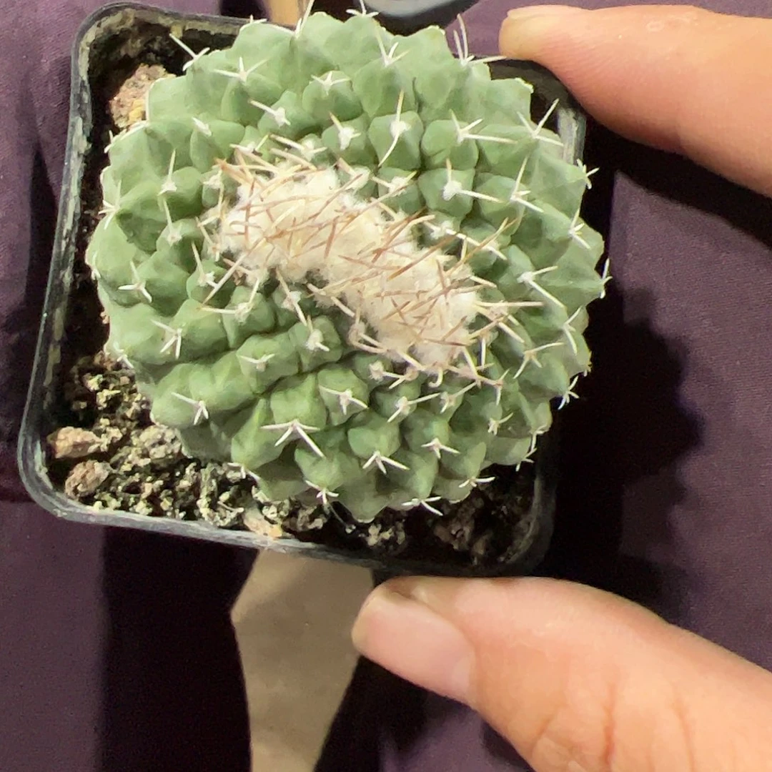 无花朵越*樾实生菊水467889