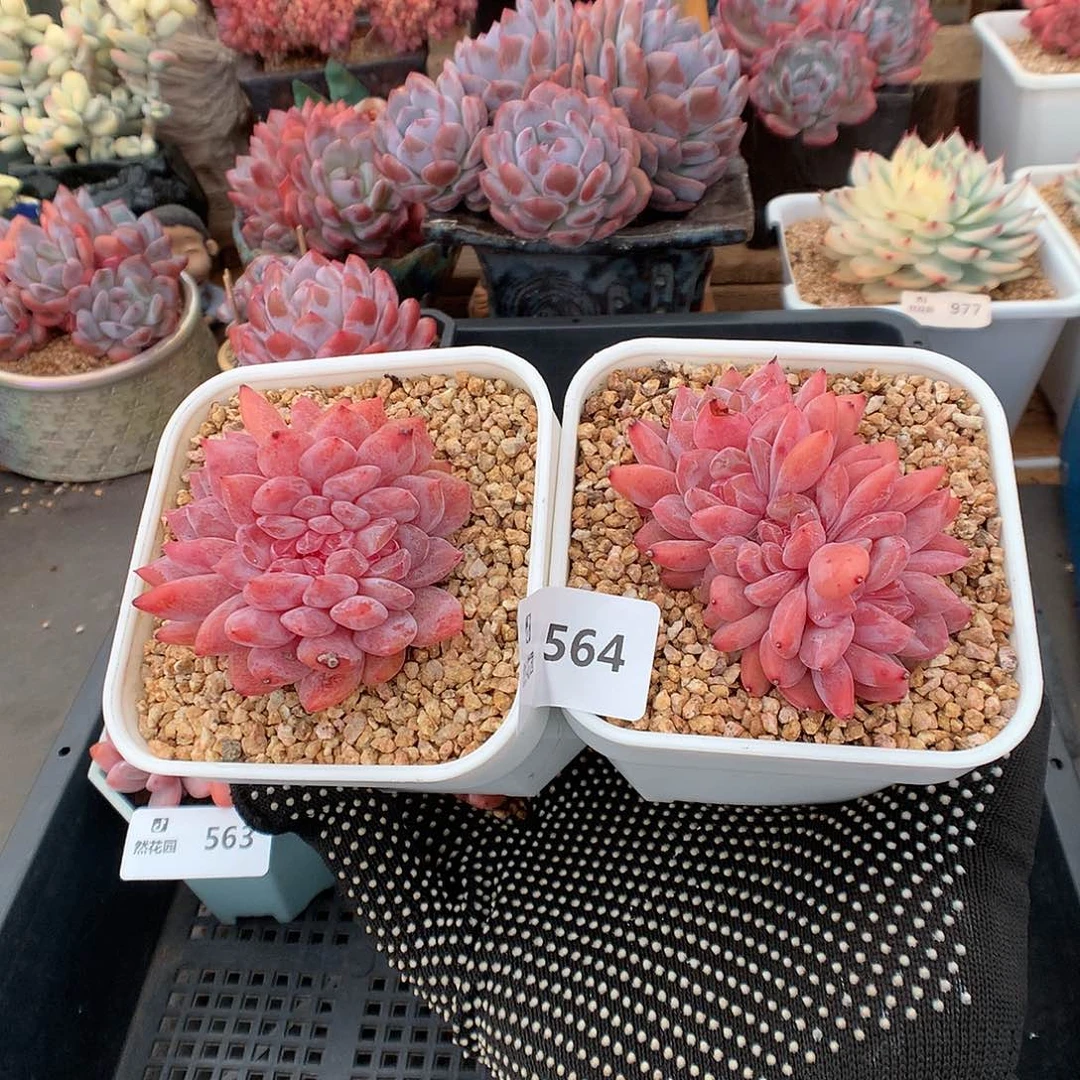 y***i564雪天使2颗多肉植物666