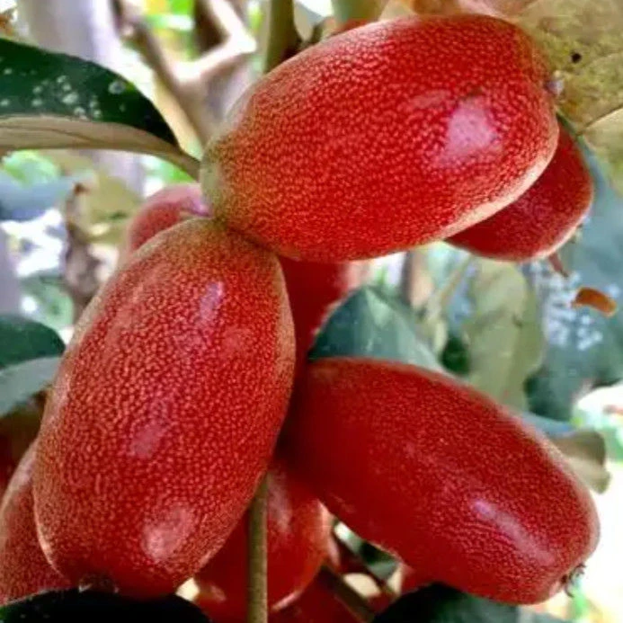 耐冬耐冻羊奶果种子盆栽地栽当年结果羊奶果子南北方四季种植种子