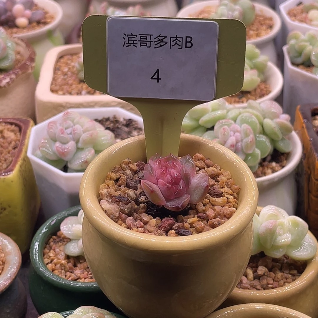 滨哥多肉B4红恋缀化开播福利