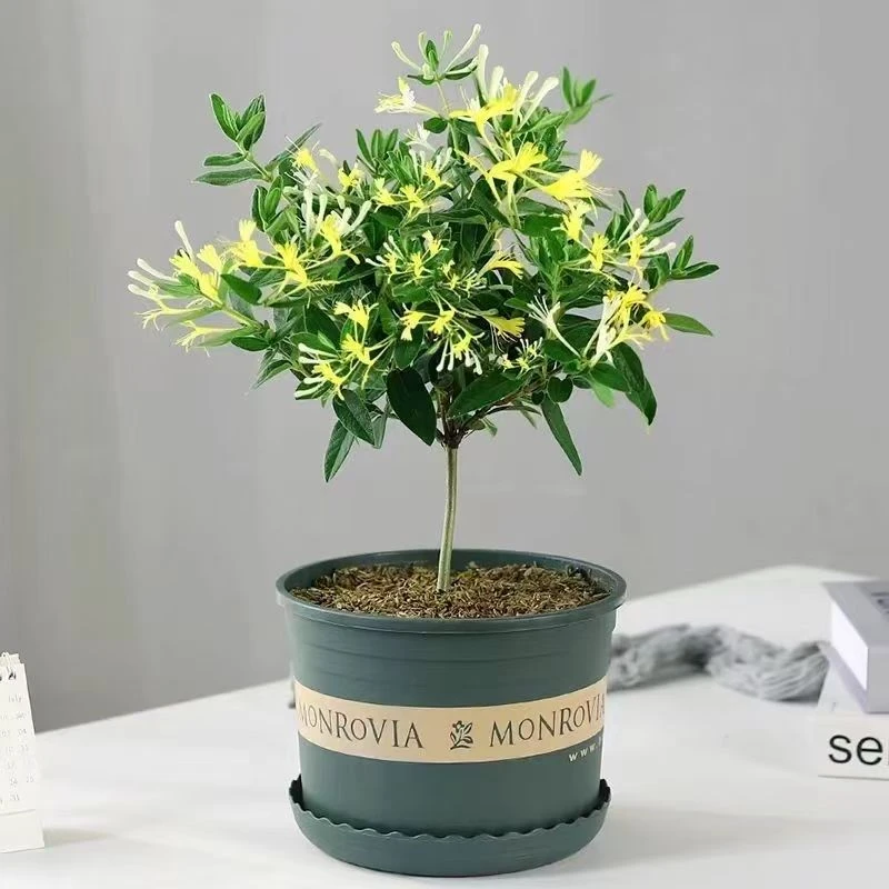 金银花耐寒耐旱耐高温