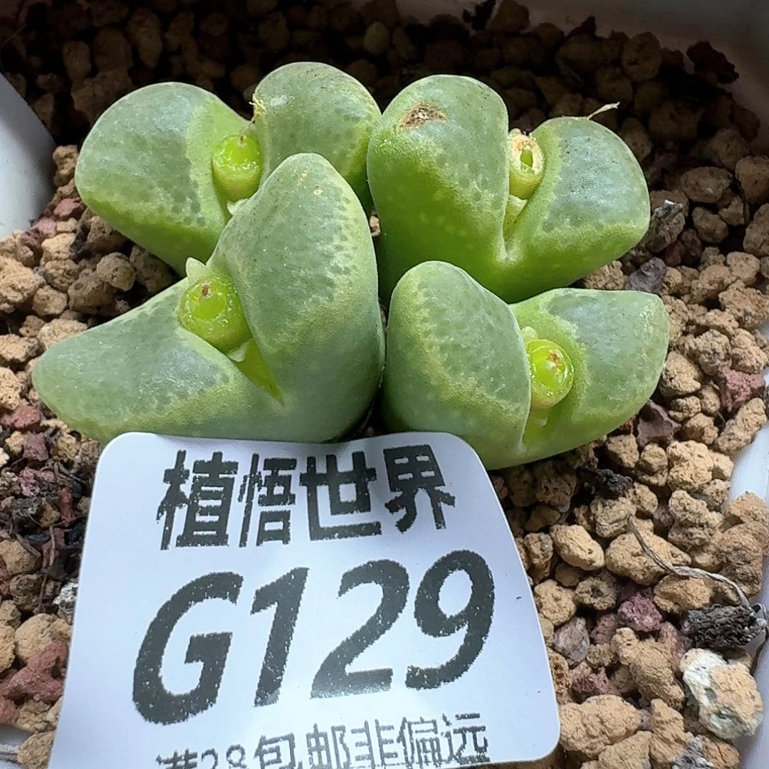 的植物的润泽fhbjnn