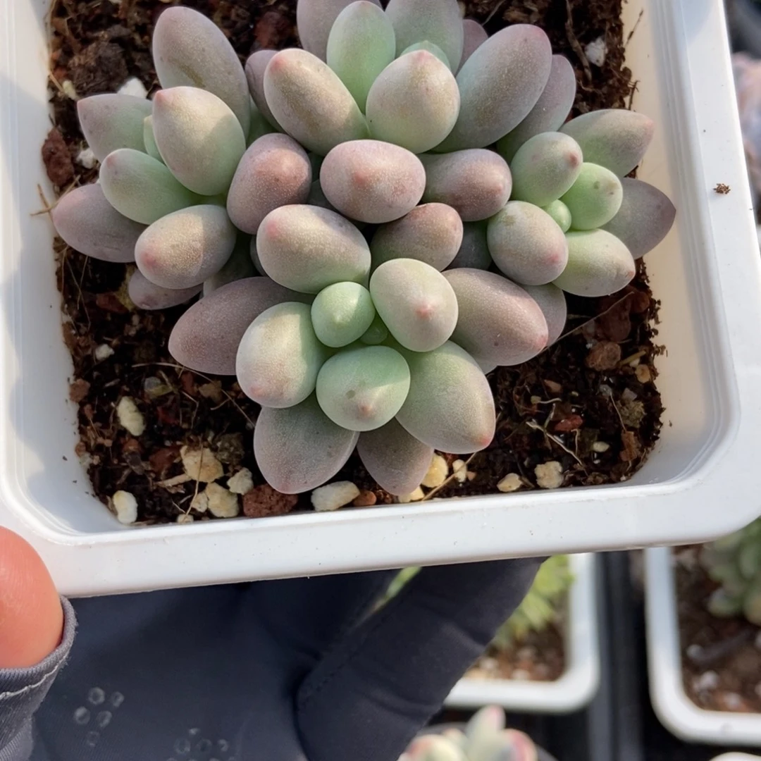 004粉色恋人多肉植物