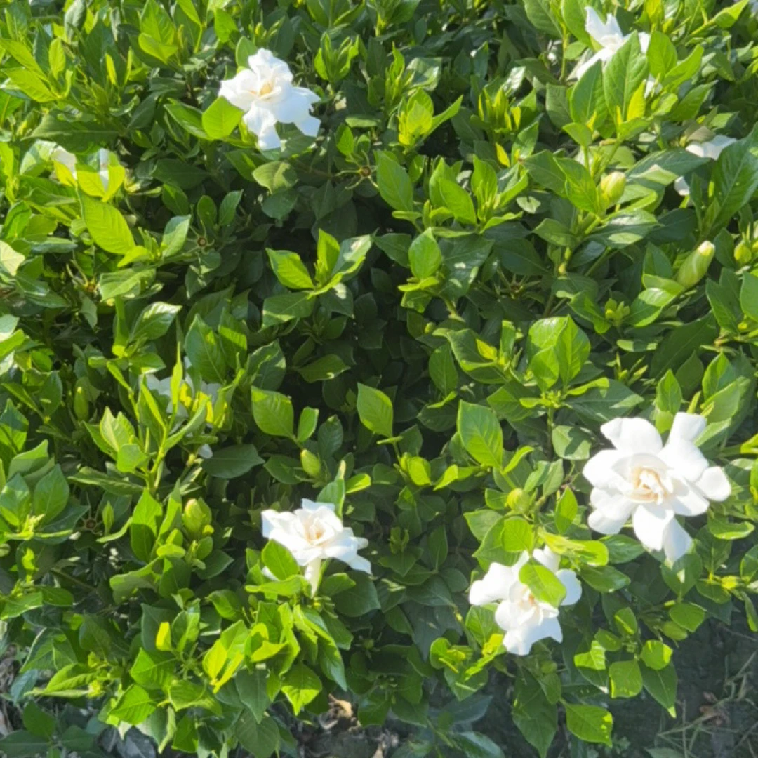 老桩四季栀子花重瓣浓香型一物一拍