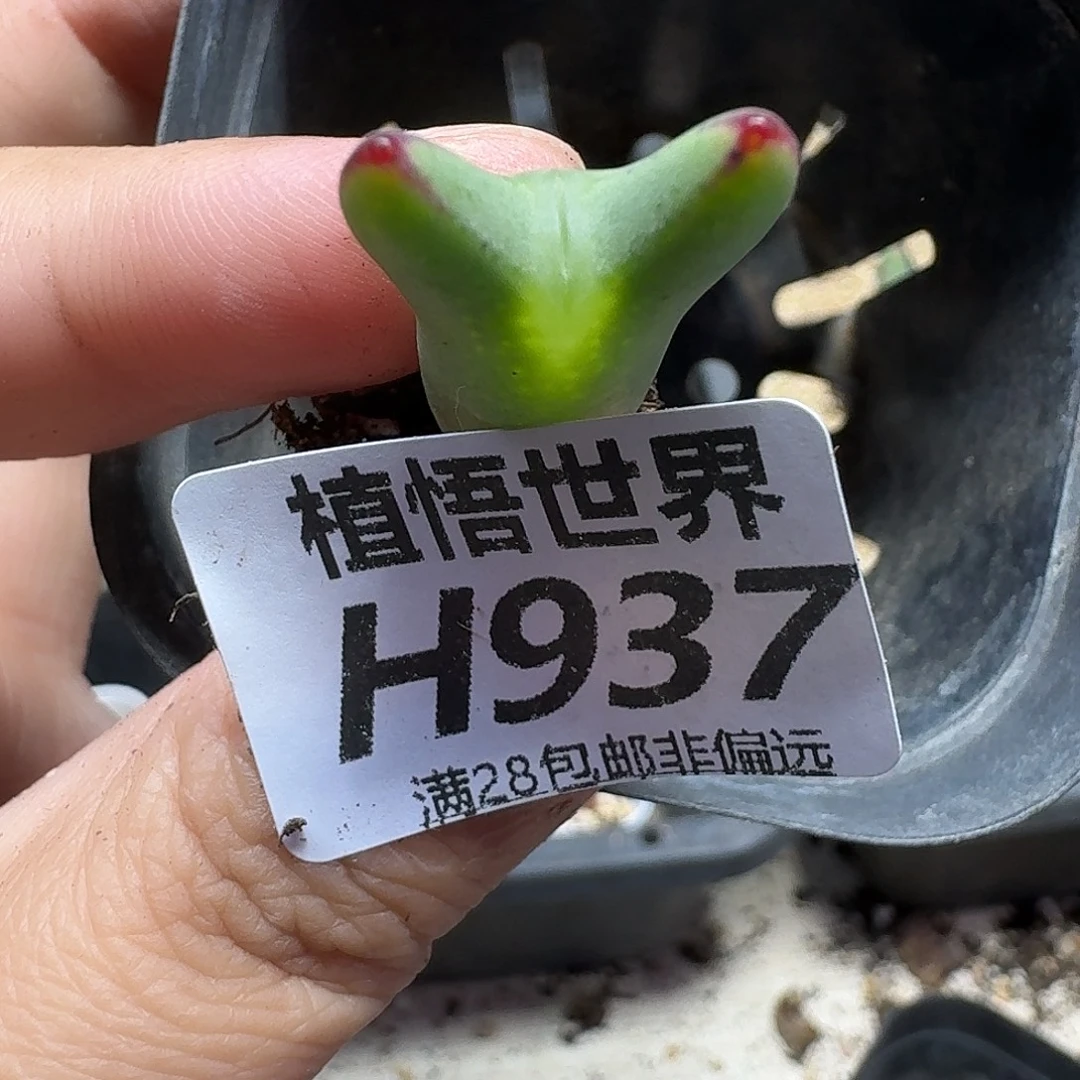 多肉植物的人生ghn